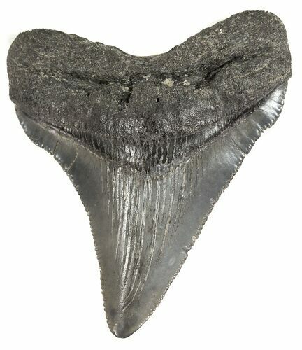 Serrated, Juvenile Megalodon Tooth - South Carolina #52958